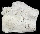 Unique, Agatized Fossil Coral Geode - Florida #57709-2